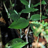 Erythrodes latiloba Ormerod